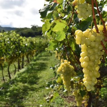 La vitivinicultura en Bolivia y su rica historia